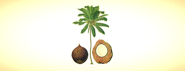 Coconut Oil (Cocos nucifera)