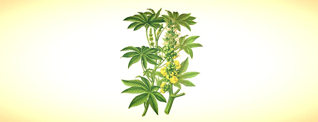 Castor Oil (Ricinus communis)